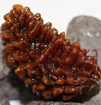 Rudraksh Beads & Pendants